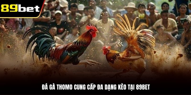 Thi đấu chọi kê Thomo mang tới nhiều kèo chất lượng